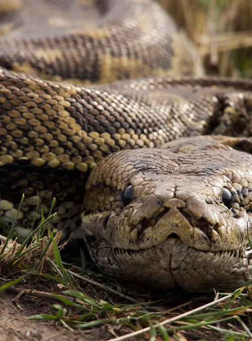 5 Fascinating Facts About the African Rock Python