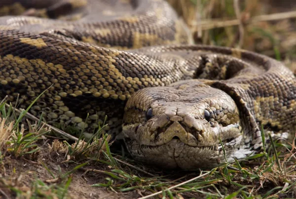 5 Fascinating Facts About the African Rock Python