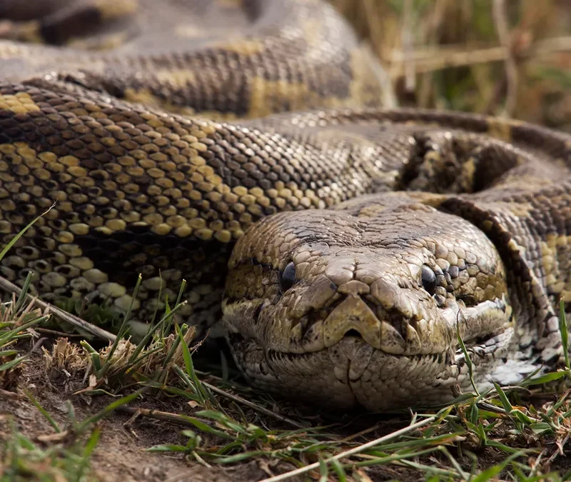 5 Fascinating Facts About the African Rock Python