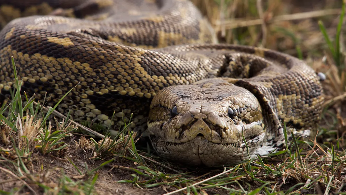 5 Fascinating Facts About the African Rock Python