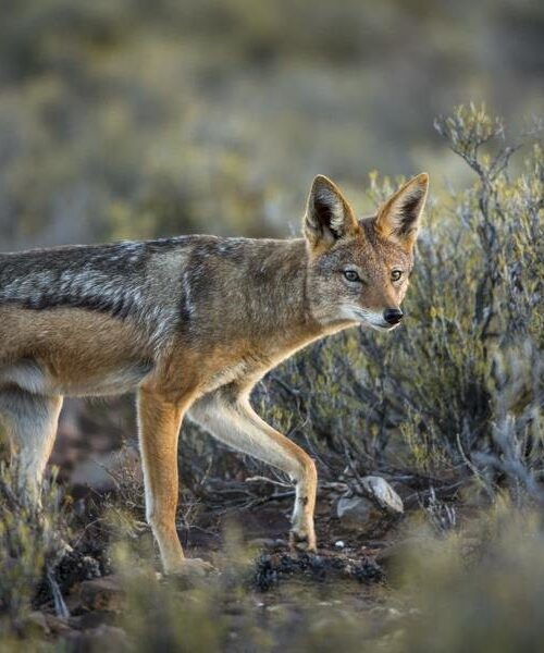 5 Fascinating Facts About the Black-backed Jackal