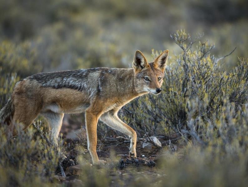 5 Fascinating Facts About the Black-backed Jackal