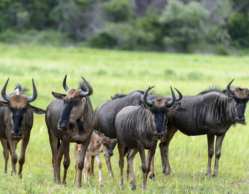 5 Fascinating Facts About the Blue Wildebeest