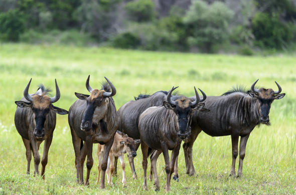 5 Fascinating Facts About the Blue Wildebeest