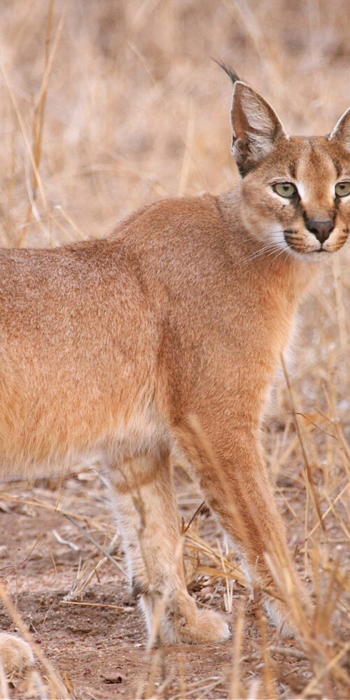 5 Fascinating Facts About the Caracal