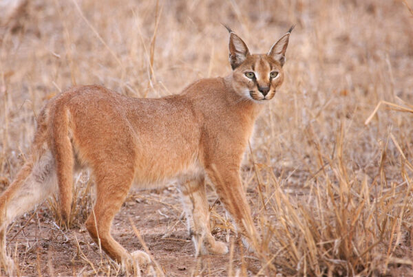 5 Fascinating Facts About the Caracal