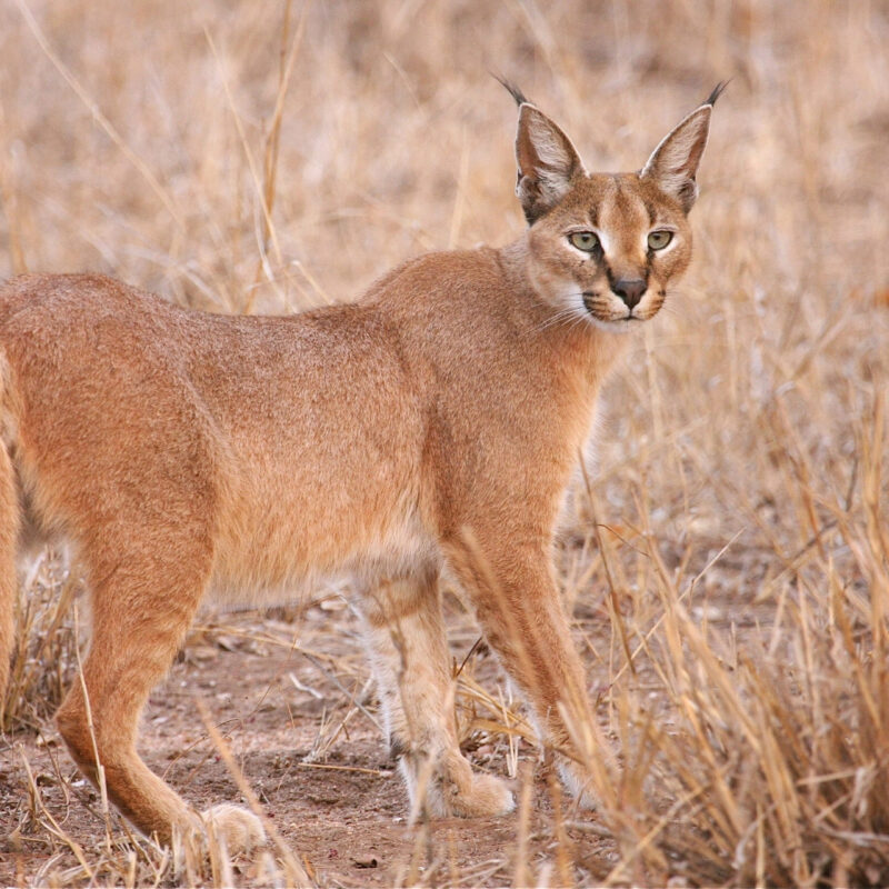 5 Fascinating Facts About the Caracal