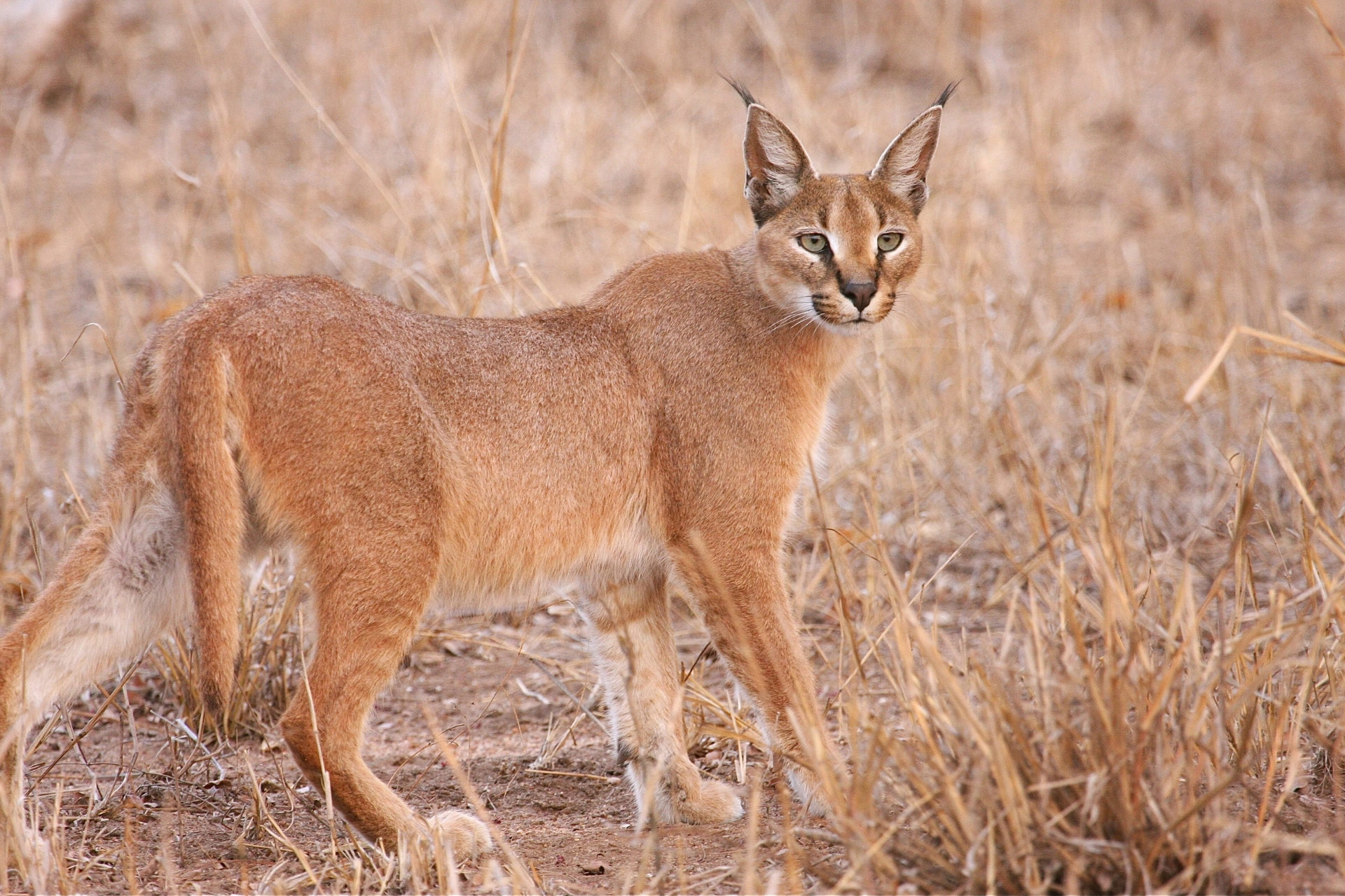 5 Fascinating Facts About the Caracal
