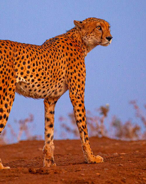 5 Fascinating Facts About the Cheetah