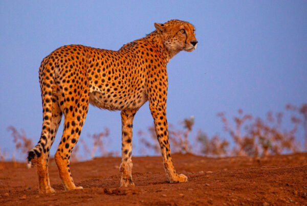5 Fascinating Facts About the Cheetah