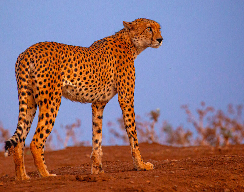 5 Fascinating Facts About the Cheetah