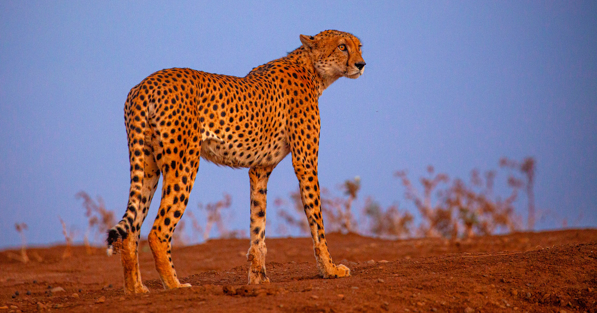 5 Fascinating Facts About the Cheetah
