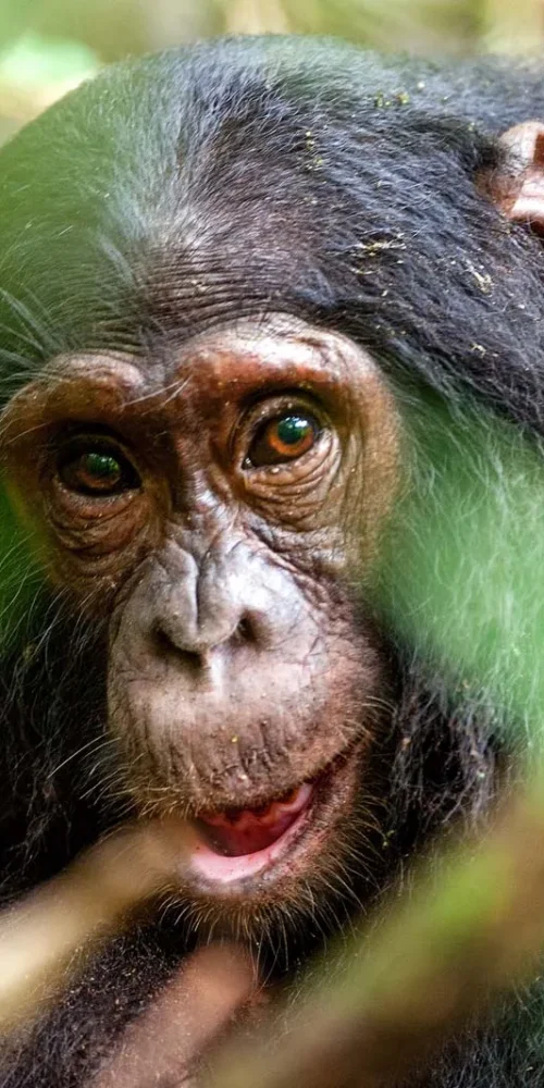5 Fascinating Facts About the Common Chimpanzee A Glimpse Into Our Closest Wild Relatives With their expressive eyes, dexterous hands, and eerily human-like behaviors, the Common Chimpanzee (Pan troglodytes) captures the imagination of anyone fortunate enough to encounter them. These highly intelligent primates are not just another species on the African continent—they are our closest living relatives, sharing nearly 99% of our DNA. To watch a chimpanzee is to witness a mirror into our evolutionary past, a compelling look at a world where language, tools, social rules, and emotional depth are not uniquely human traits. The Common Chimpanzee roams across the dense tropical forests and savannahs of Central and West Africa. Despite being one of the most studied animals in the wild, chimpanzees continue to surprise researchers and observers alike with the depth of their intellect, the complexity of their social structures, and the emotional richness of their interactions. This article explores five of the most fascinating and illuminating facts about these extraordinary creatures, providing deeper insight into why the Common Chimpanzee deserves both admiration and protection. Tool Use and Innovation Chimpanzees are among the very few non-human species capable of not only using tools but also creating them. This ability places them in a unique cognitive category shared by very few other animals. Observed in various parts of Africa, chimpanzees skillfully use sticks to fish termites out of mounds, leaves to soak up drinking water, and stones to crack open nuts. These behaviors aren’t merely instinctual; they involve observation, learning, and problem-solving, indicating a level of intelligence that was once thought exclusive to humans. In some regions, chimpanzees have even been seen sharpening sticks into spears to hunt smaller primates like bush babies—a remarkable display of foresight and craftsmanship. These regional differences in tool use suggest that chimpanzees possess culture, where behaviors are passed down across generations and vary by community. Their ability to innovate and transmit knowledge reveals not only technical skill but a structured understanding of their environment and the potential uses of the materials within it. Complex Social Hierarchies and Relationships Chimpanzees live in fission-fusion societies, meaning that the composition of their groups changes frequently throughout the day and night. While large communities may consist of up to 100 individuals, smaller sub-groups form for activities such as foraging, grooming, or patrolling territory. Social bonds are central to chimpanzee life and are cultivated through intricate behaviors like grooming, facial expressions, vocalizations, and body language. Within these dynamic communities, hierarchies are well-defined. Male chimpanzees compete for dominance, often engaging in strategic alliances, displays of strength, and even deception. The alpha male doesn’t just gain leadership through brute force; he must demonstrate intelligence, social acumen, and the ability to maintain order. Females, on the other hand, establish their own hierarchies based on reproductive status, maternal success, and alliances. Emotional intelligence is deeply embedded in their social fabric. Chimpanzees exhibit grief when a group member dies, celebrate reunions, and even share in moments of apparent joy or humor. These emotional displays not only enrich their social bonds but also demonstrate a level of empathy and emotional depth that defies outdated assumptions about animal sentience. Remarkable Communication Abilities While chimpanzees may not speak human languages, they possess an extensive range of vocalizations, gestures, and facial expressions that form a sophisticated communication system. From soft grunts and high-pitched screams to complex pant-hoots and drum-like foot-thumps, each sound serves a specific social or environmental function. These vocalizations convey warnings, identify individuals, and express emotional states. Gestural communication is equally advanced. Chimpanzees use hand signals to request grooming, initiate play, or indicate direction. Facial expressions, such as the "play face" or a wide-eyed fear grimace, are universally understood among members of a group. Some chimpanzees in captivity have even been taught to use sign language or lexigrams, further proving their ability to grasp symbolic representation and abstract concepts. These abilities bridge the gap between instinct and learned behavior, illustrating the complexity of chimpanzee cognition. The richness of their communication underscores the species’ capacity for self-awareness and intentionality, challenging the long-held boundary between human and animal minds. Parenting, Learning, and Childhood Chimpanzee offspring experience an extended childhood, during which they are completely dependent on their mothers for care, guidance, and social instruction. This prolonged developmental phase allows for the slow acquisition of skills necessary for survival and social integration. Mothers invest years into nurturing their young, providing a model of caregiving that is deeply emotional and attentive. Young chimpanzees learn through imitation, observation, and playful exploration. They watch their mothers and other adults use tools, solve problems, and interact socially. Play among juveniles is not merely entertainment; it is a crucial aspect of development, where boundaries are tested, hierarchies explored, and cooperation learned. The bond between mother and infant is intensely strong. Infants cling to their mothers constantly during the early months, and even after weaning, the emotional closeness continues for years. The loss of a mother can be devastating to a young chimpanzee, often resulting in social withdrawal or reduced chances of survival. This deep familial attachment highlights the importance of nurturing relationships and emotional development in chimpanzee society. Conservation Status and Human Impact Despite their impressive intelligence and cultural richness, chimpanzees face grave threats from human activity. The Common Chimpanzee is currently listed as Endangered by the IUCN. Habitat destruction due to logging, agriculture, and infrastructure development continues to fragment their forest homes, isolating populations and reducing genetic diversity. In addition, the illegal pet trade and bushmeat hunting further diminish their numbers. Diseases introduced by humans, to which chimpanzees have no immunity, also pose a serious risk. As our closest genetic relatives, they are highly susceptible to illnesses like the flu, Ebola, and COVID-19. Conservation efforts are increasingly focused on preserving habitat, enforcing anti-poaching laws, and fostering eco-tourism that benefits both local communities and wildlife preservation. Organizations across Africa are working tirelessly to protect these primates. Sanctuaries provide refuge for orphaned and rescued chimpanzees, while research centers help us better understand their behavior and needs. Community-based conservation initiatives also aim to educate local populations and provide alternatives to environmentally harmful practices. The survival of the chimpanzee depends on sustained, collaborative efforts that value their existence not only as a species but as sentient beings deserving of respect and protection. Journey Into the Wild with WildHorn Africa There is nothing quite like witnessing a group of chimpanzees in the wild—watching them swing through the trees, embrace one another, or share a moment of play. These experiences transform the observer, forging a connection with nature that is as emotional as it is educational. WildHorn Africa curates exceptional safari experiences that allow you to explore the habitats of these remarkable primates. From Uganda’s Kibale National Park to Tanzania’s Mahale Mountains, WildHorn Africa ensures immersive, ethical, and expertly guided journeys into the heart of chimpanzee territory. Every expedition supports conservation and community, ensuring that your adventure contributes to the continued survival of Africa's wildlife. Book your African safari with WildHorn Africa and let your journey into the world of the Common Chimpanzee be one of discovery, empathy, and awe. Embrace the wild and be part of the legacy that protects our closest cousins in the animal kingdom.