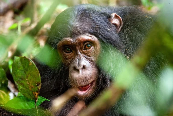 5 Fascinating Facts About the Common Chimpanzee A Glimpse Into Our Closest Wild Relatives With their expressive eyes, dexterous hands, and eerily human-like behaviors, the Common Chimpanzee (Pan troglodytes) captures the imagination of anyone fortunate enough to encounter them. These highly intelligent primates are not just another species on the African continent—they are our closest living relatives, sharing nearly 99% of our DNA. To watch a chimpanzee is to witness a mirror into our evolutionary past, a compelling look at a world where language, tools, social rules, and emotional depth are not uniquely human traits. The Common Chimpanzee roams across the dense tropical forests and savannahs of Central and West Africa. Despite being one of the most studied animals in the wild, chimpanzees continue to surprise researchers and observers alike with the depth of their intellect, the complexity of their social structures, and the emotional richness of their interactions. This article explores five of the most fascinating and illuminating facts about these extraordinary creatures, providing deeper insight into why the Common Chimpanzee deserves both admiration and protection. Tool Use and Innovation Chimpanzees are among the very few non-human species capable of not only using tools but also creating them. This ability places them in a unique cognitive category shared by very few other animals. Observed in various parts of Africa, chimpanzees skillfully use sticks to fish termites out of mounds, leaves to soak up drinking water, and stones to crack open nuts. These behaviors aren’t merely instinctual; they involve observation, learning, and problem-solving, indicating a level of intelligence that was once thought exclusive to humans. In some regions, chimpanzees have even been seen sharpening sticks into spears to hunt smaller primates like bush babies—a remarkable display of foresight and craftsmanship. These regional differences in tool use suggest that chimpanzees possess culture, where behaviors are passed down across generations and vary by community. Their ability to innovate and transmit knowledge reveals not only technical skill but a structured understanding of their environment and the potential uses of the materials within it. Complex Social Hierarchies and Relationships Chimpanzees live in fission-fusion societies, meaning that the composition of their groups changes frequently throughout the day and night. While large communities may consist of up to 100 individuals, smaller sub-groups form for activities such as foraging, grooming, or patrolling territory. Social bonds are central to chimpanzee life and are cultivated through intricate behaviors like grooming, facial expressions, vocalizations, and body language. Within these dynamic communities, hierarchies are well-defined. Male chimpanzees compete for dominance, often engaging in strategic alliances, displays of strength, and even deception. The alpha male doesn’t just gain leadership through brute force; he must demonstrate intelligence, social acumen, and the ability to maintain order. Females, on the other hand, establish their own hierarchies based on reproductive status, maternal success, and alliances. Emotional intelligence is deeply embedded in their social fabric. Chimpanzees exhibit grief when a group member dies, celebrate reunions, and even share in moments of apparent joy or humor. These emotional displays not only enrich their social bonds but also demonstrate a level of empathy and emotional depth that defies outdated assumptions about animal sentience. Remarkable Communication Abilities While chimpanzees may not speak human languages, they possess an extensive range of vocalizations, gestures, and facial expressions that form a sophisticated communication system. From soft grunts and high-pitched screams to complex pant-hoots and drum-like foot-thumps, each sound serves a specific social or environmental function. These vocalizations convey warnings, identify individuals, and express emotional states. Gestural communication is equally advanced. Chimpanzees use hand signals to request grooming, initiate play, or indicate direction. Facial expressions, such as the "play face" or a wide-eyed fear grimace, are universally understood among members of a group. Some chimpanzees in captivity have even been taught to use sign language or lexigrams, further proving their ability to grasp symbolic representation and abstract concepts. These abilities bridge the gap between instinct and learned behavior, illustrating the complexity of chimpanzee cognition. The richness of their communication underscores the species’ capacity for self-awareness and intentionality, challenging the long-held boundary between human and animal minds. Parenting, Learning, and Childhood Chimpanzee offspring experience an extended childhood, during which they are completely dependent on their mothers for care, guidance, and social instruction. This prolonged developmental phase allows for the slow acquisition of skills necessary for survival and social integration. Mothers invest years into nurturing their young, providing a model of caregiving that is deeply emotional and attentive. Young chimpanzees learn through imitation, observation, and playful exploration. They watch their mothers and other adults use tools, solve problems, and interact socially. Play among juveniles is not merely entertainment; it is a crucial aspect of development, where boundaries are tested, hierarchies explored, and cooperation learned. The bond between mother and infant is intensely strong. Infants cling to their mothers constantly during the early months, and even after weaning, the emotional closeness continues for years. The loss of a mother can be devastating to a young chimpanzee, often resulting in social withdrawal or reduced chances of survival. This deep familial attachment highlights the importance of nurturing relationships and emotional development in chimpanzee society. Conservation Status and Human Impact Despite their impressive intelligence and cultural richness, chimpanzees face grave threats from human activity. The Common Chimpanzee is currently listed as Endangered by the IUCN. Habitat destruction due to logging, agriculture, and infrastructure development continues to fragment their forest homes, isolating populations and reducing genetic diversity. In addition, the illegal pet trade and bushmeat hunting further diminish their numbers. Diseases introduced by humans, to which chimpanzees have no immunity, also pose a serious risk. As our closest genetic relatives, they are highly susceptible to illnesses like the flu, Ebola, and COVID-19. Conservation efforts are increasingly focused on preserving habitat, enforcing anti-poaching laws, and fostering eco-tourism that benefits both local communities and wildlife preservation. Organizations across Africa are working tirelessly to protect these primates. Sanctuaries provide refuge for orphaned and rescued chimpanzees, while research centers help us better understand their behavior and needs. Community-based conservation initiatives also aim to educate local populations and provide alternatives to environmentally harmful practices. The survival of the chimpanzee depends on sustained, collaborative efforts that value their existence not only as a species but as sentient beings deserving of respect and protection. Journey Into the Wild with WildHorn Africa There is nothing quite like witnessing a group of chimpanzees in the wild—watching them swing through the trees, embrace one another, or share a moment of play. These experiences transform the observer, forging a connection with nature that is as emotional as it is educational. WildHorn Africa curates exceptional safari experiences that allow you to explore the habitats of these remarkable primates. From Uganda’s Kibale National Park to Tanzania’s Mahale Mountains, WildHorn Africa ensures immersive, ethical, and expertly guided journeys into the heart of chimpanzee territory. Every expedition supports conservation and community, ensuring that your adventure contributes to the continued survival of Africa's wildlife. Book your African safari with WildHorn Africa and let your journey into the world of the Common Chimpanzee be one of discovery, empathy, and awe. Embrace the wild and be part of the legacy that protects our closest cousins in the animal kingdom.