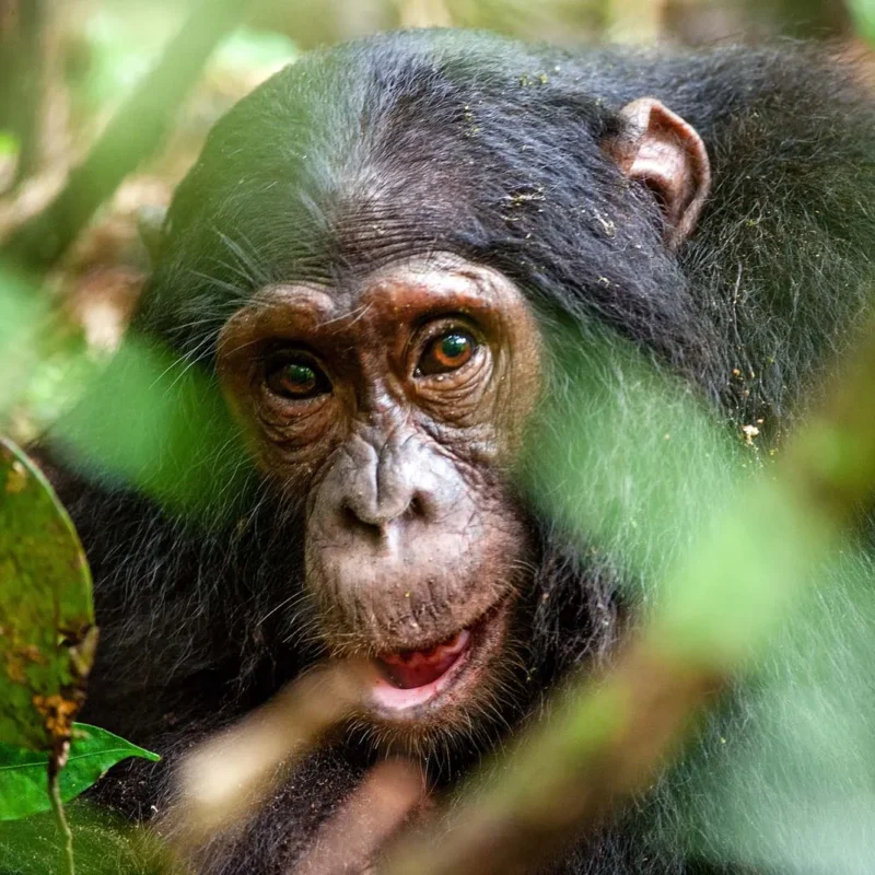 5 Fascinating Facts About the Common Chimpanzee A Glimpse Into Our Closest Wild Relatives With their expressive eyes, dexterous hands, and eerily human-like behaviors, the Common Chimpanzee (Pan troglodytes) captures the imagination of anyone fortunate enough to encounter them. These highly intelligent primates are not just another species on the African continent—they are our closest living relatives, sharing nearly 99% of our DNA. To watch a chimpanzee is to witness a mirror into our evolutionary past, a compelling look at a world where language, tools, social rules, and emotional depth are not uniquely human traits. The Common Chimpanzee roams across the dense tropical forests and savannahs of Central and West Africa. Despite being one of the most studied animals in the wild, chimpanzees continue to surprise researchers and observers alike with the depth of their intellect, the complexity of their social structures, and the emotional richness of their interactions. This article explores five of the most fascinating and illuminating facts about these extraordinary creatures, providing deeper insight into why the Common Chimpanzee deserves both admiration and protection. Tool Use and Innovation Chimpanzees are among the very few non-human species capable of not only using tools but also creating them. This ability places them in a unique cognitive category shared by very few other animals. Observed in various parts of Africa, chimpanzees skillfully use sticks to fish termites out of mounds, leaves to soak up drinking water, and stones to crack open nuts. These behaviors aren’t merely instinctual; they involve observation, learning, and problem-solving, indicating a level of intelligence that was once thought exclusive to humans. In some regions, chimpanzees have even been seen sharpening sticks into spears to hunt smaller primates like bush babies—a remarkable display of foresight and craftsmanship. These regional differences in tool use suggest that chimpanzees possess culture, where behaviors are passed down across generations and vary by community. Their ability to innovate and transmit knowledge reveals not only technical skill but a structured understanding of their environment and the potential uses of the materials within it. Complex Social Hierarchies and Relationships Chimpanzees live in fission-fusion societies, meaning that the composition of their groups changes frequently throughout the day and night. While large communities may consist of up to 100 individuals, smaller sub-groups form for activities such as foraging, grooming, or patrolling territory. Social bonds are central to chimpanzee life and are cultivated through intricate behaviors like grooming, facial expressions, vocalizations, and body language. Within these dynamic communities, hierarchies are well-defined. Male chimpanzees compete for dominance, often engaging in strategic alliances, displays of strength, and even deception. The alpha male doesn’t just gain leadership through brute force; he must demonstrate intelligence, social acumen, and the ability to maintain order. Females, on the other hand, establish their own hierarchies based on reproductive status, maternal success, and alliances. Emotional intelligence is deeply embedded in their social fabric. Chimpanzees exhibit grief when a group member dies, celebrate reunions, and even share in moments of apparent joy or humor. These emotional displays not only enrich their social bonds but also demonstrate a level of empathy and emotional depth that defies outdated assumptions about animal sentience. Remarkable Communication Abilities While chimpanzees may not speak human languages, they possess an extensive range of vocalizations, gestures, and facial expressions that form a sophisticated communication system. From soft grunts and high-pitched screams to complex pant-hoots and drum-like foot-thumps, each sound serves a specific social or environmental function. These vocalizations convey warnings, identify individuals, and express emotional states. Gestural communication is equally advanced. Chimpanzees use hand signals to request grooming, initiate play, or indicate direction. Facial expressions, such as the "play face" or a wide-eyed fear grimace, are universally understood among members of a group. Some chimpanzees in captivity have even been taught to use sign language or lexigrams, further proving their ability to grasp symbolic representation and abstract concepts. These abilities bridge the gap between instinct and learned behavior, illustrating the complexity of chimpanzee cognition. The richness of their communication underscores the species’ capacity for self-awareness and intentionality, challenging the long-held boundary between human and animal minds. Parenting, Learning, and Childhood Chimpanzee offspring experience an extended childhood, during which they are completely dependent on their mothers for care, guidance, and social instruction. This prolonged developmental phase allows for the slow acquisition of skills necessary for survival and social integration. Mothers invest years into nurturing their young, providing a model of caregiving that is deeply emotional and attentive. Young chimpanzees learn through imitation, observation, and playful exploration. They watch their mothers and other adults use tools, solve problems, and interact socially. Play among juveniles is not merely entertainment; it is a crucial aspect of development, where boundaries are tested, hierarchies explored, and cooperation learned. The bond between mother and infant is intensely strong. Infants cling to their mothers constantly during the early months, and even after weaning, the emotional closeness continues for years. The loss of a mother can be devastating to a young chimpanzee, often resulting in social withdrawal or reduced chances of survival. This deep familial attachment highlights the importance of nurturing relationships and emotional development in chimpanzee society. Conservation Status and Human Impact Despite their impressive intelligence and cultural richness, chimpanzees face grave threats from human activity. The Common Chimpanzee is currently listed as Endangered by the IUCN. Habitat destruction due to logging, agriculture, and infrastructure development continues to fragment their forest homes, isolating populations and reducing genetic diversity. In addition, the illegal pet trade and bushmeat hunting further diminish their numbers. Diseases introduced by humans, to which chimpanzees have no immunity, also pose a serious risk. As our closest genetic relatives, they are highly susceptible to illnesses like the flu, Ebola, and COVID-19. Conservation efforts are increasingly focused on preserving habitat, enforcing anti-poaching laws, and fostering eco-tourism that benefits both local communities and wildlife preservation. Organizations across Africa are working tirelessly to protect these primates. Sanctuaries provide refuge for orphaned and rescued chimpanzees, while research centers help us better understand their behavior and needs. Community-based conservation initiatives also aim to educate local populations and provide alternatives to environmentally harmful practices. The survival of the chimpanzee depends on sustained, collaborative efforts that value their existence not only as a species but as sentient beings deserving of respect and protection. Journey Into the Wild with WildHorn Africa There is nothing quite like witnessing a group of chimpanzees in the wild—watching them swing through the trees, embrace one another, or share a moment of play. These experiences transform the observer, forging a connection with nature that is as emotional as it is educational. WildHorn Africa curates exceptional safari experiences that allow you to explore the habitats of these remarkable primates. From Uganda’s Kibale National Park to Tanzania’s Mahale Mountains, WildHorn Africa ensures immersive, ethical, and expertly guided journeys into the heart of chimpanzee territory. Every expedition supports conservation and community, ensuring that your adventure contributes to the continued survival of Africa's wildlife. Book your African safari with WildHorn Africa and let your journey into the world of the Common Chimpanzee be one of discovery, empathy, and awe. Embrace the wild and be part of the legacy that protects our closest cousins in the animal kingdom.