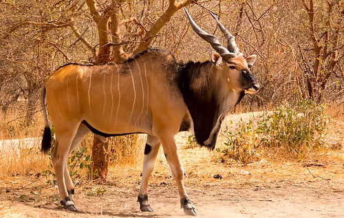 5 Fascinating Facts About the Eland