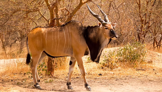 5 Fascinating Facts About the Eland