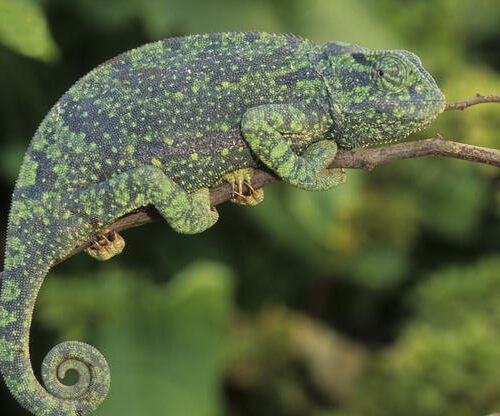5 Fascinating Facts About the Flap neck Chameleon