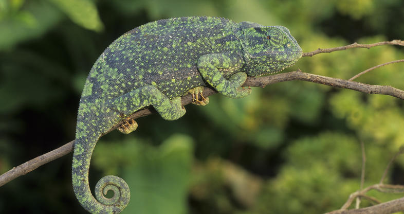 5 Fascinating Facts About the Flap neck Chameleon