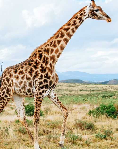 5 Fascinating Facts About the Giraffe
