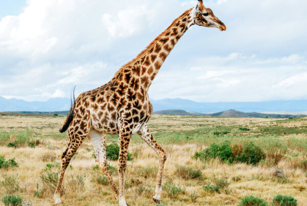 5 Fascinating Facts About the Giraffe