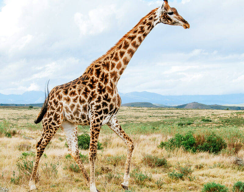 5 Fascinating Facts About the Giraffe