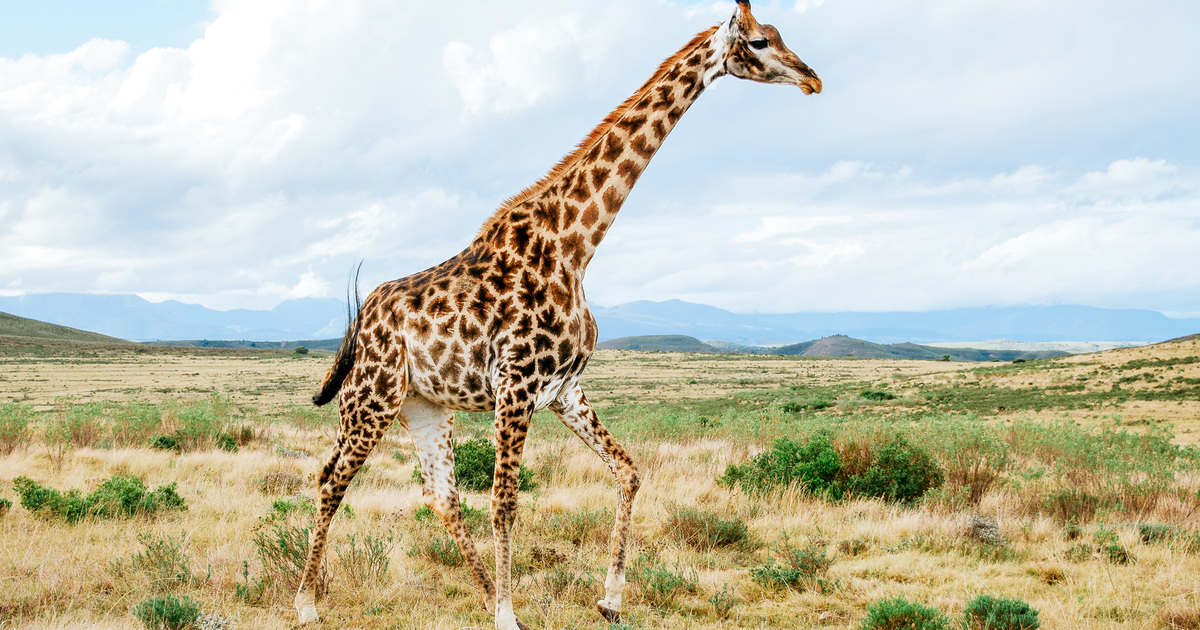 5 Fascinating Facts About the Giraffe