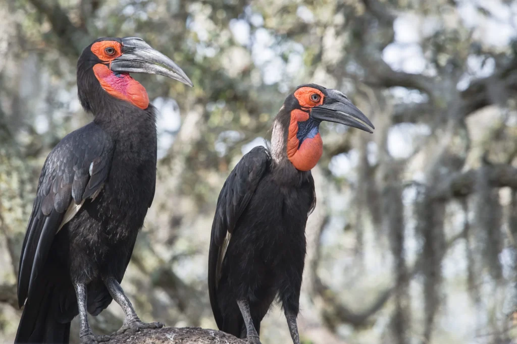 5 Fascinating Facts About the Ground Hornbill
