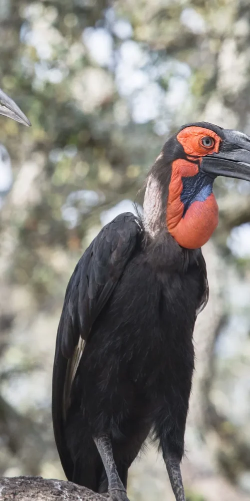 5 Fascinating Facts About the Ground Hornbill