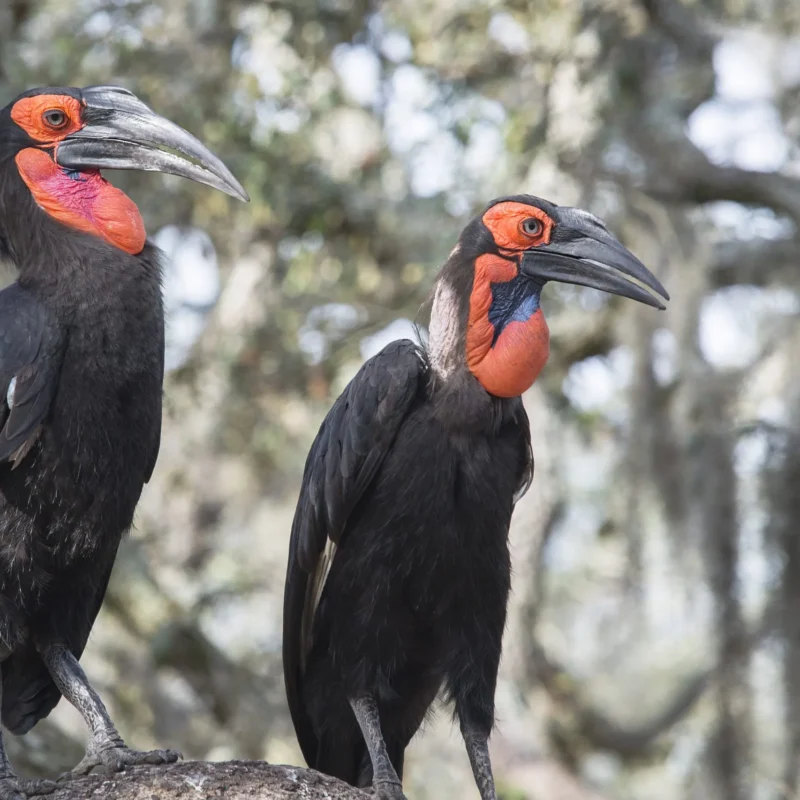 5 Fascinating Facts About the Ground Hornbill