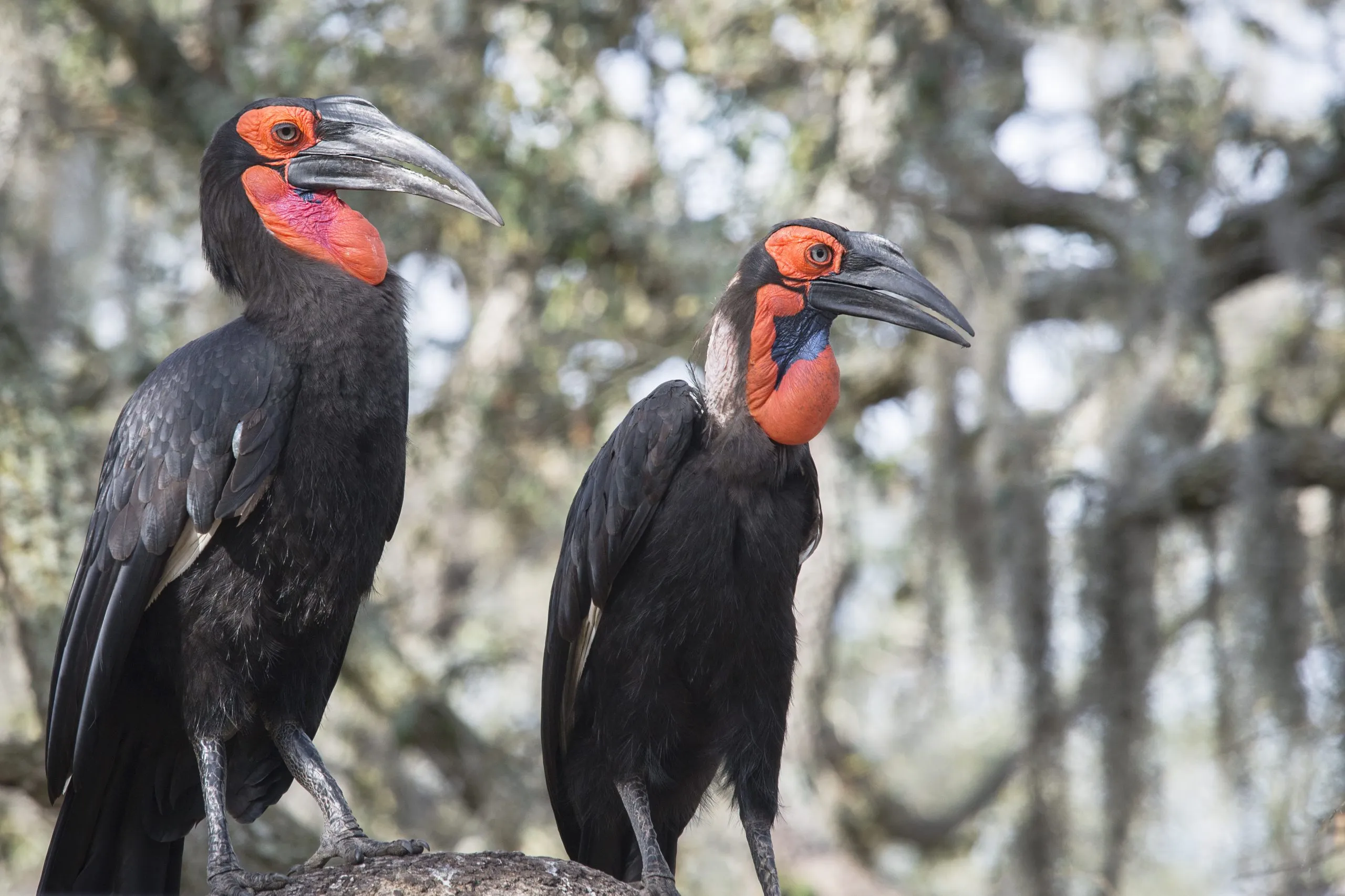 5 Fascinating Facts About the Ground Hornbill