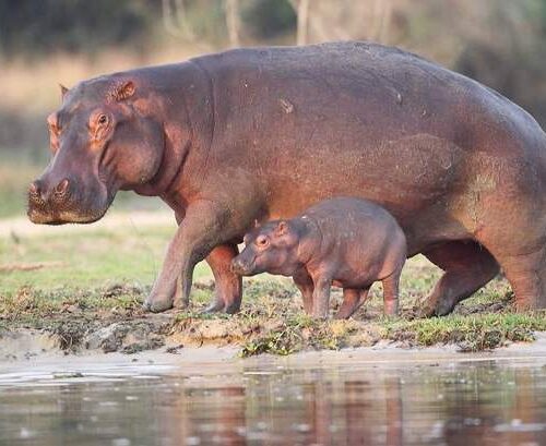 5 Fascinating Facts About the Hippo