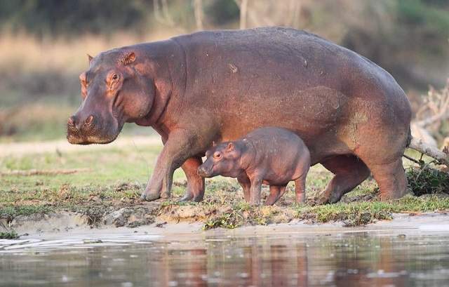 5 Fascinating Facts About the Hippo
