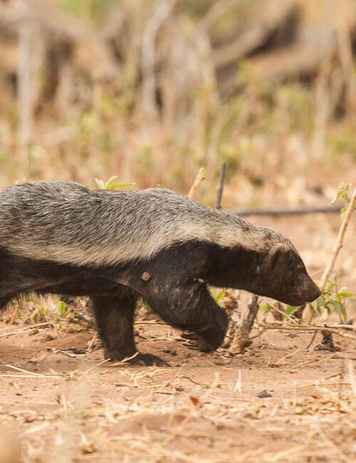5 Fascinating Facts About the Honey Badger