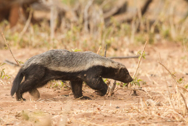 5 Fascinating Facts About the Honey Badger