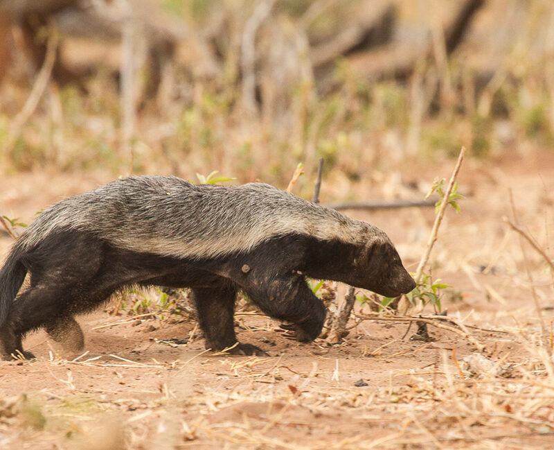 5 Fascinating Facts About the Honey Badger