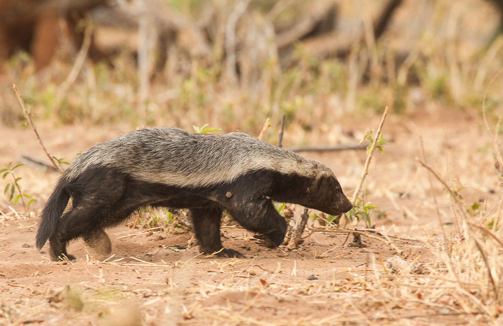5 Fascinating Facts About the Honey Badger