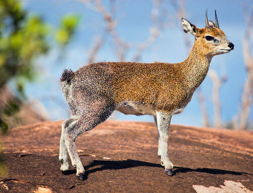 5 Fascinating Facts About the Klipspringer