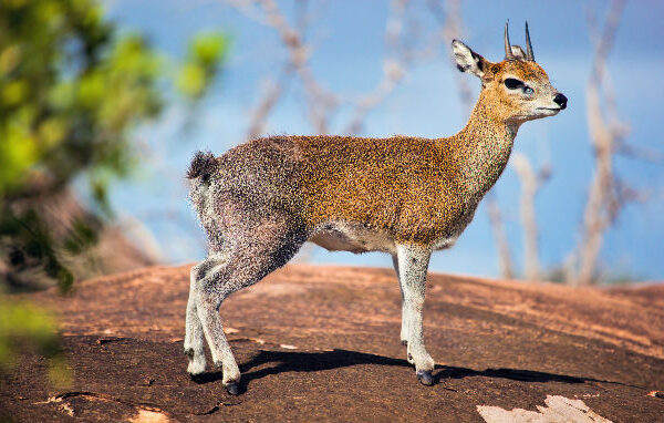 5 Fascinating Facts About the Klipspringer