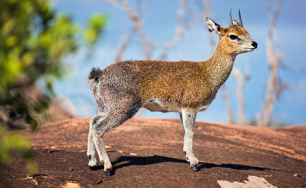 5 Fascinating Facts About the Klipspringer