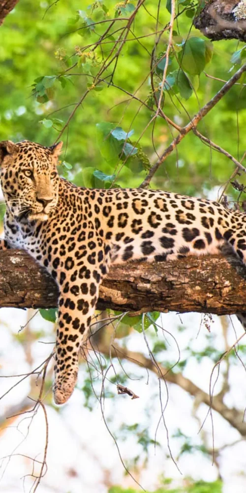 5 Fascinating Facts About the Leopard (Panthera Pardus)