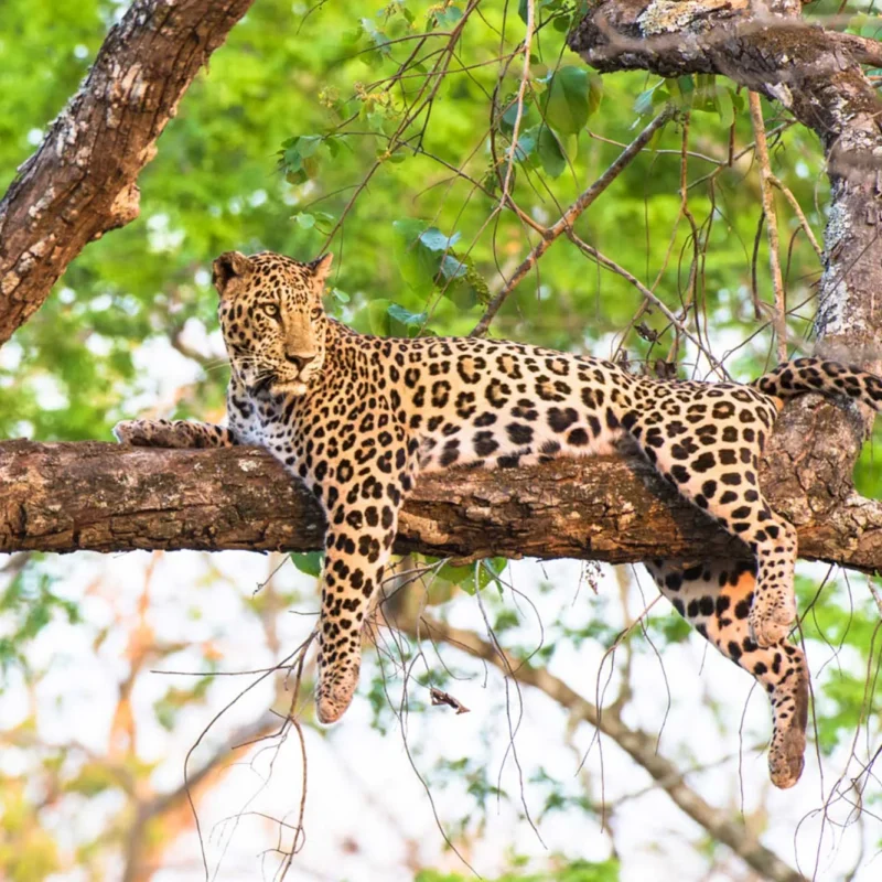 5 Fascinating Facts About the Leopard (Panthera Pardus)