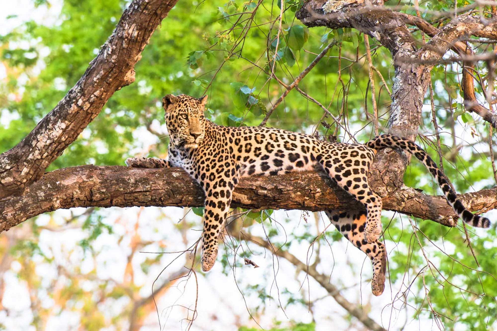 5 Fascinating Facts About the Leopard (Panthera Pardus)