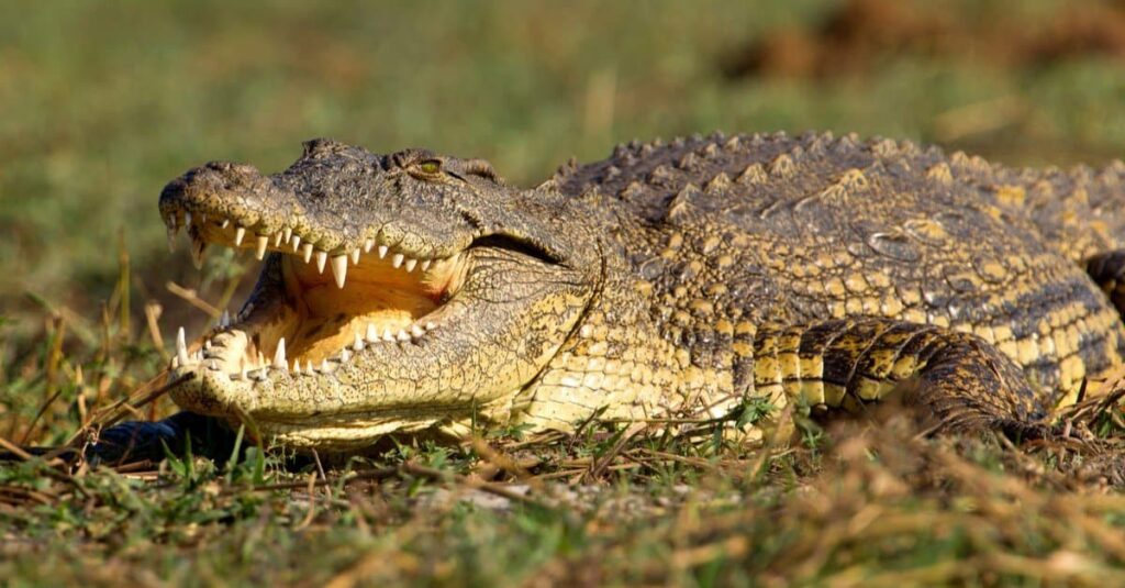 5 Fascinating Facts About the Nile Crocodile