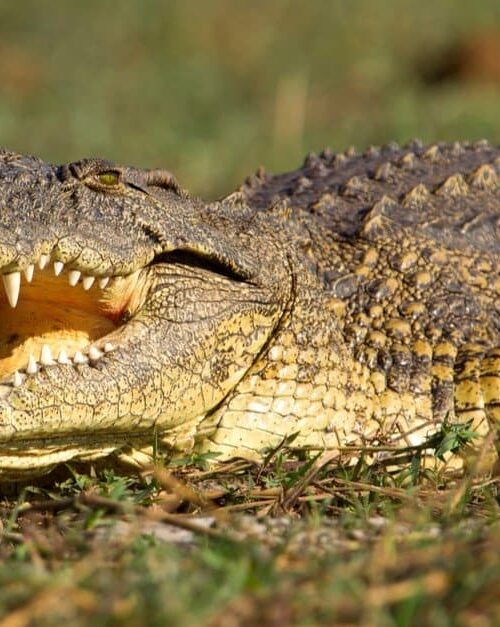 5 Fascinating Facts About the Nile Crocodile