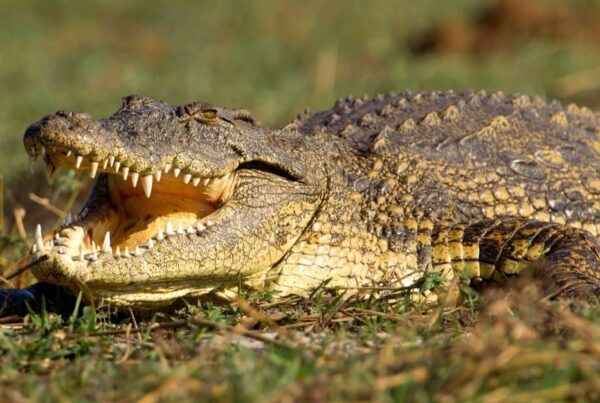 5 Fascinating Facts About the Nile Crocodile