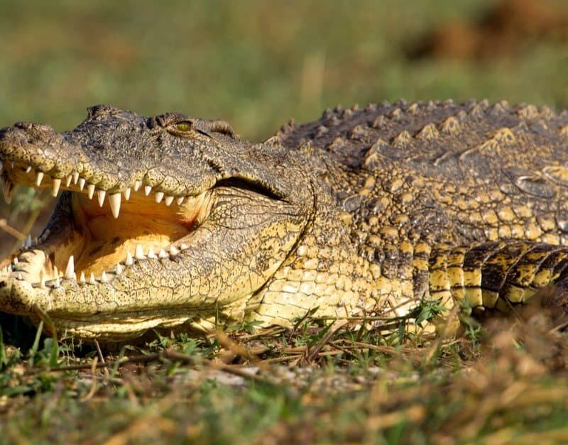5 Fascinating Facts About the Nile Crocodile
