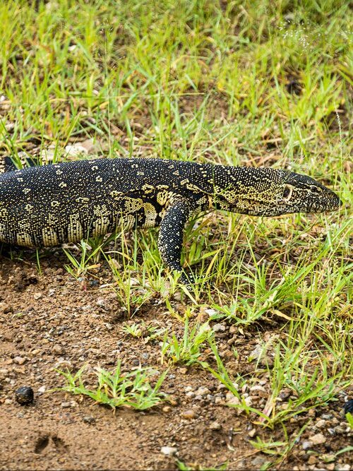 5 Fascinating Facts About the Nile Monitor Lizard