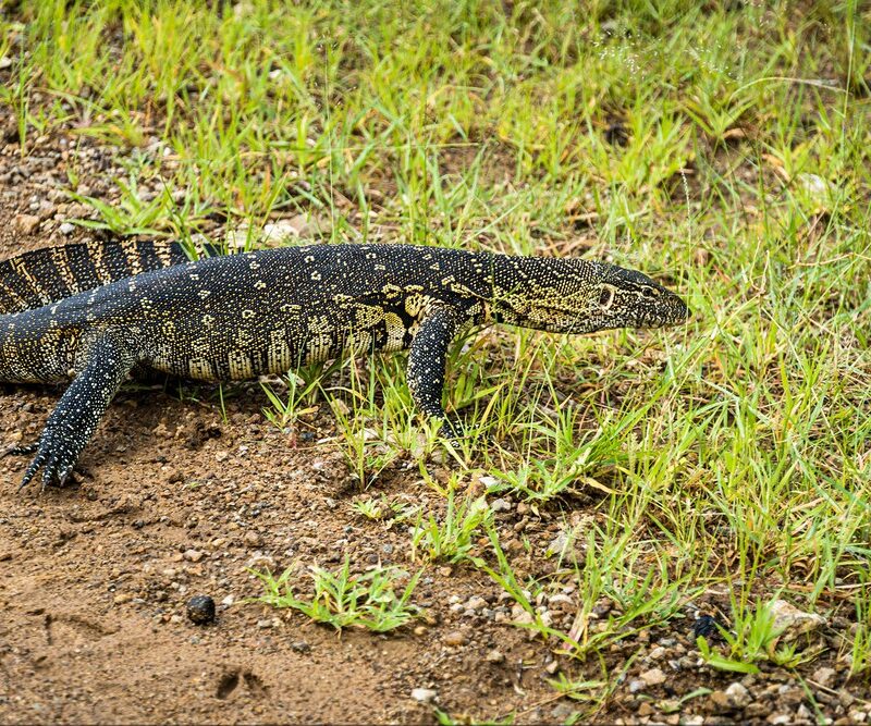 5 Fascinating Facts About the Nile Monitor Lizard