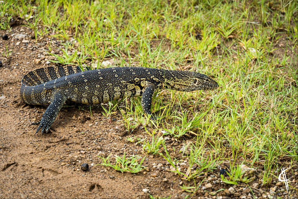 5 Fascinating Facts About the Nile Monitor Lizard